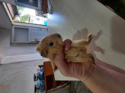 Peruvan ginepig yavruları