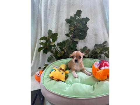Chihuahua yavrularımız