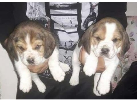 Beagle yavrular