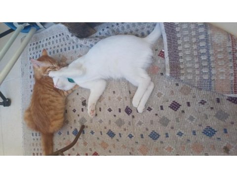 Ankara kedisi tekir yavrusu erkek 4 aylik