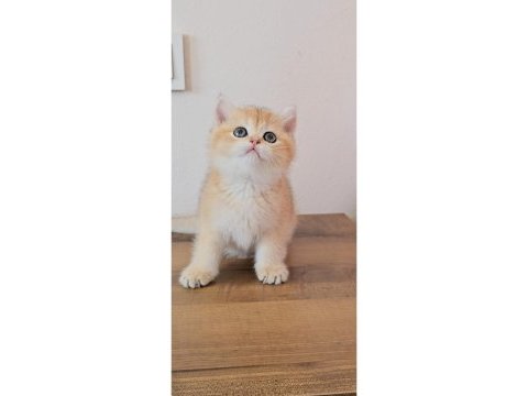 British shorthair kedimiz sahiplendiriyoruz