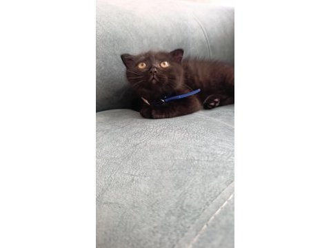 Scottish fold yavrusu