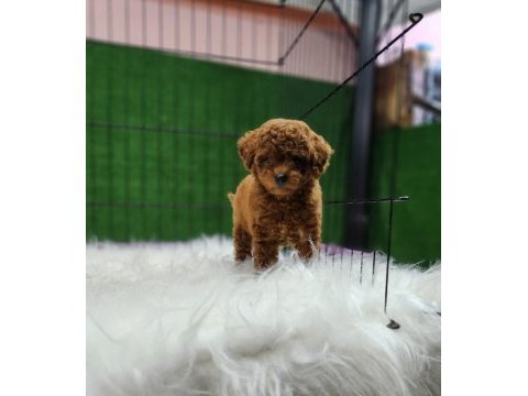 Poodle ailemize katılmak istemez misiniz
