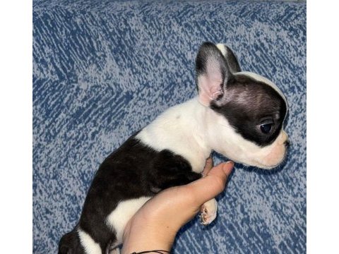 French bulldog güzellik ailesini bekliyor