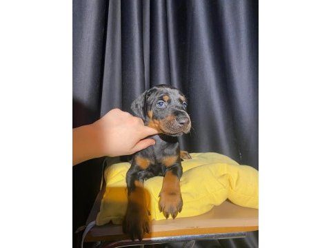 Üst kalite estetikli doberman yavrularımız