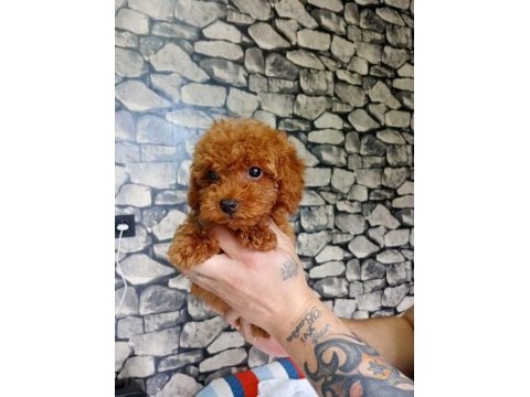 70 günlük poodle