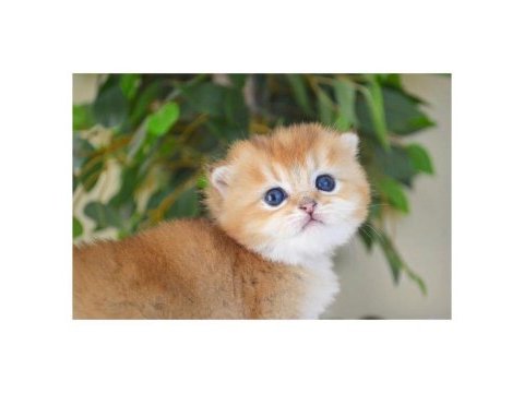 Ny12 golden british shorthair yavrular