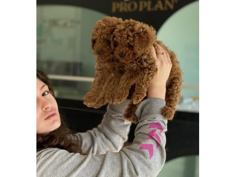 Toy poodle köpeğimiz