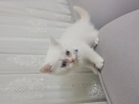 British shorthair 1,5 aylık