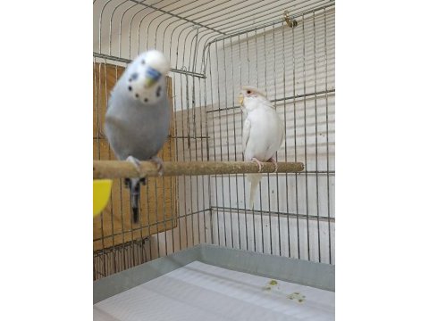 Genç güzel muhabbet kuşlar