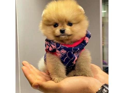 Pomeranian bebekler (teddy bear spitz)