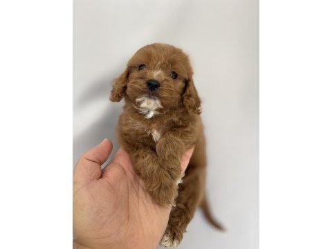 Maltipoo yavrular