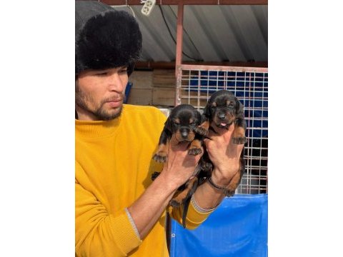 Doberman yavrularımız