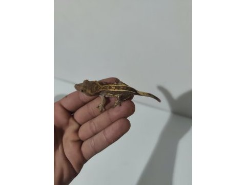 Crested ve leopard geckolar