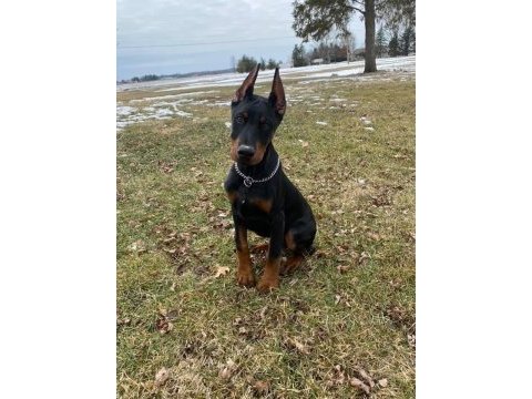 Heybetli estetikli doberman sağlık ve ırk garantili