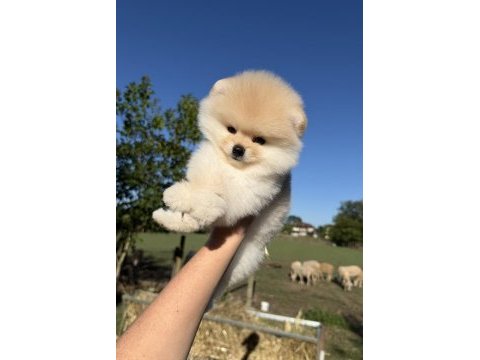 Ayıcık kafa pomeranian boo teddy face