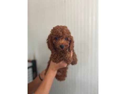 Red brown kore kan toy poodle