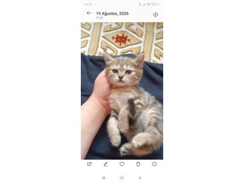 British shorthair silver