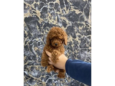 Toy poodle yavrularım orijinal