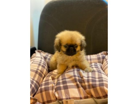 Emperyal pekingesse