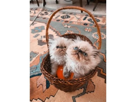 Himalayan persian tatlı yavrumuz