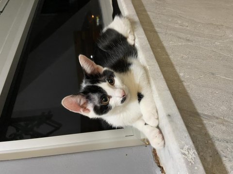 İki güzel tekir kızıma acil yuva arıyorum
