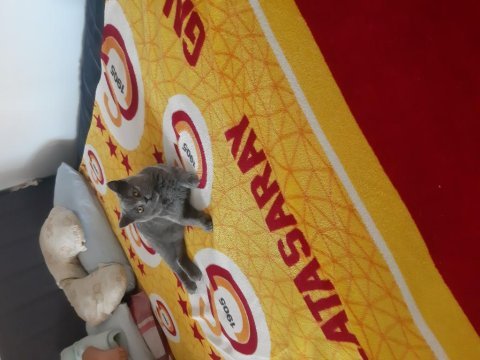 5 aylık dişi british shorthair çok tatlı