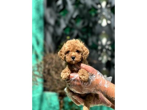 Toy poodle bebeklerimiz