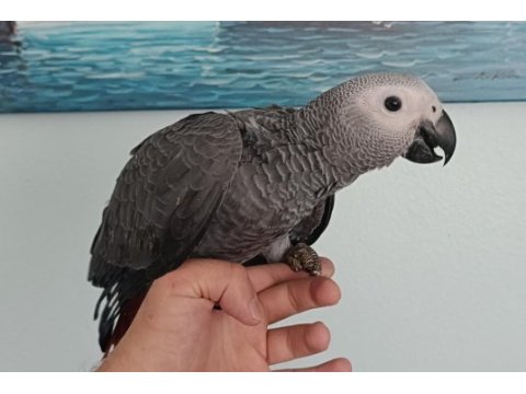Jako ve blue front amazon papağanı