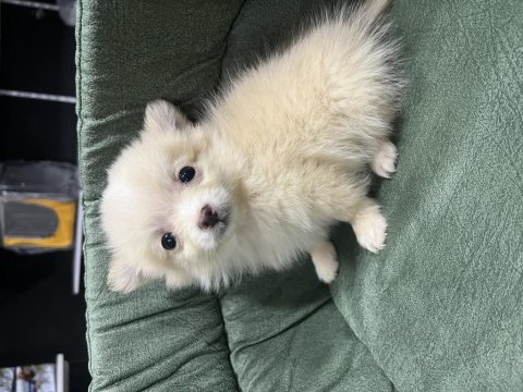 Büyümeyen küçük evde bakılacak köpeğimiz