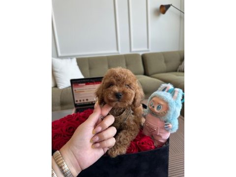 Teacup toypoodle yavrumuz