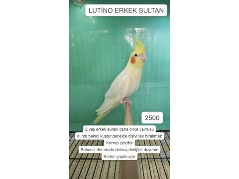 Üretime uygun erkek sultan papağanları