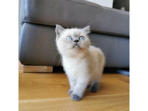 British shorthair yavruları