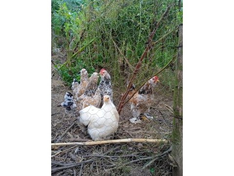 Kuluçkalık süs tavuğu yumurtası