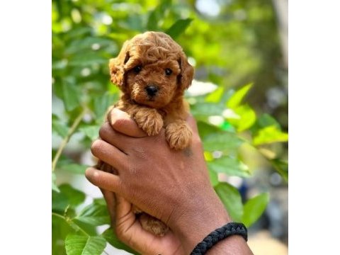 Toy poodle yavruları