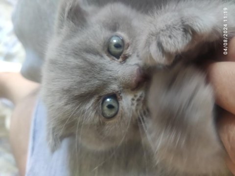 27 haziran doğumlu scottish fold