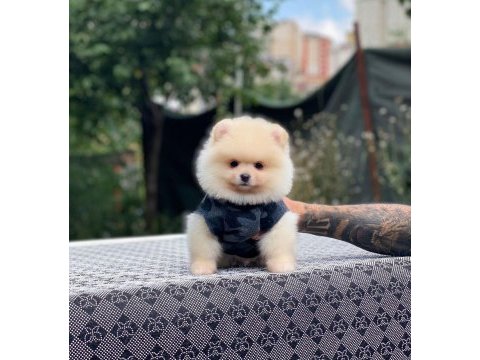 Sevimli pomeranian yavru köpekler