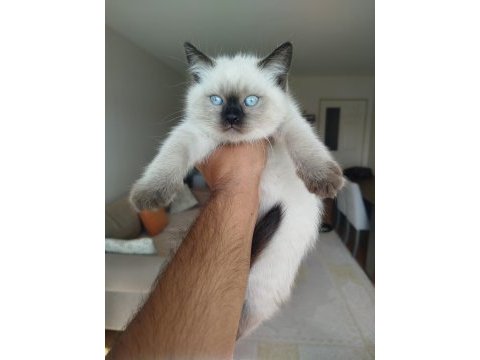 British shorthair bluepoint erkek yavru