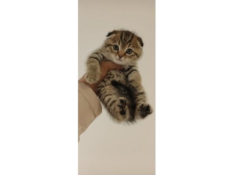 Yeni yuvasına gitmeye hazır scottish fold