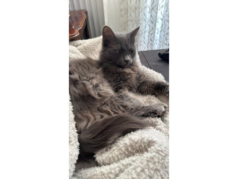Ücretsiz 6 aylık british longhair