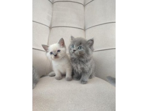 Safkan anne babadan british shorthair ayı surat yavrular