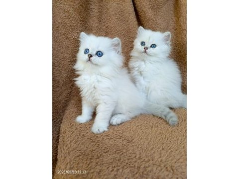 Okyanus gözlü silver point british longhair yavrular