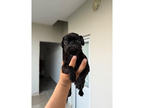 Sağlık ve ırk garantili pug mops yavrularımız 