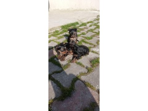 Yorkie terrier