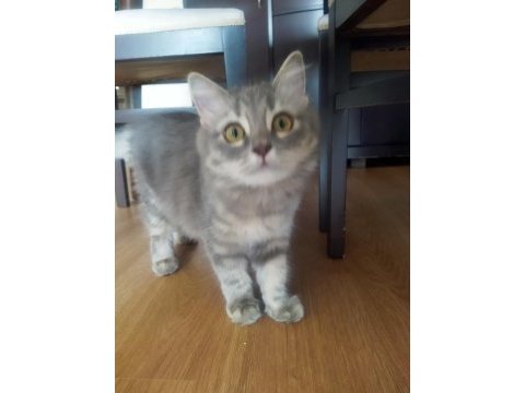 5 aylık british longhair