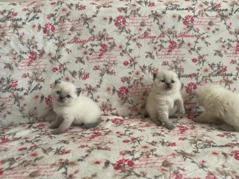 British shorthair yavrularım yuvalarını bekliyor