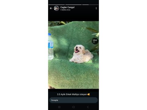 Sevimli maltipoo yaramaza yeni bir yuva