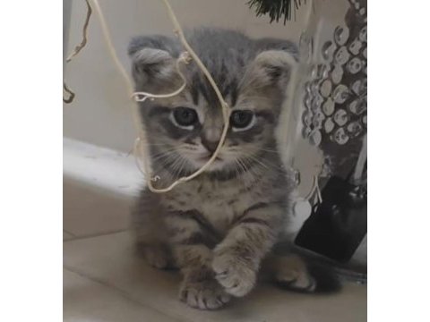 İki aylık erkek scottish fold