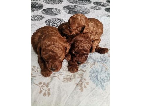 15 günlük kore kan safkan toy poodle bebekler