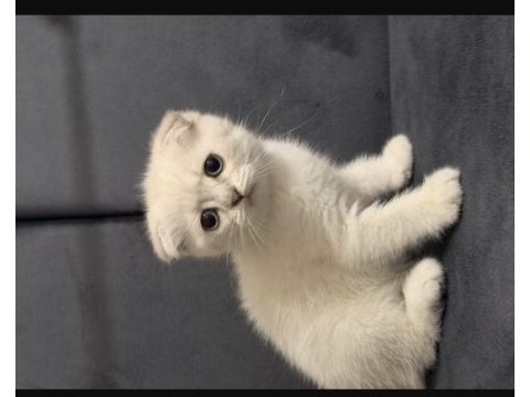Scottish fold 3 aylık